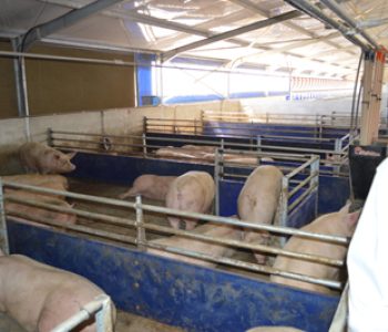 650-Sow-unit-at-Zandam-1