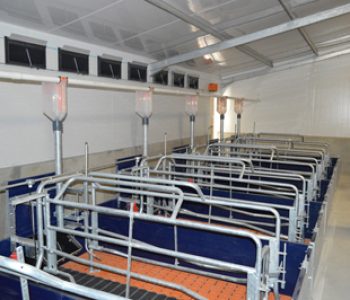 650-Sow-unit-at-Zandam-2