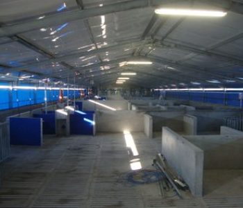 650-Sow-unit-at-Zandam-6-400×284