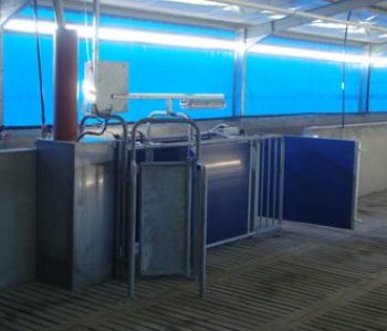 650-Sow-unit-at-Zandam-7-400×284