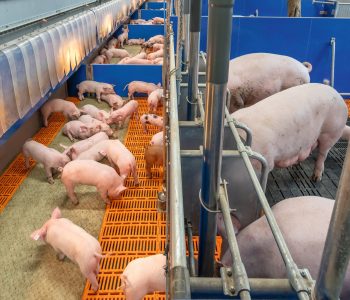 Agilo RS Gruppensäugebucht-07