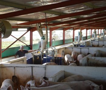 Electronic-Sow-Feeding-at-Hazely-2