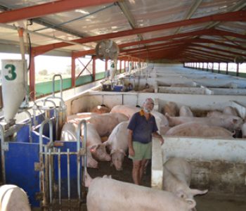 Electronic-Sow-Feeding-at-Hazely-3