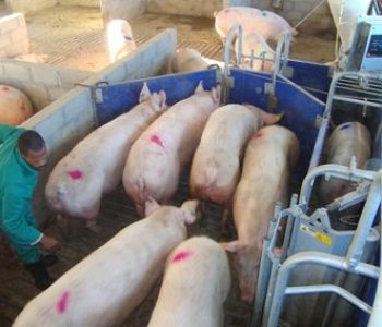 Electronic-Sow-Feeding-at-Hazely-4-400×284