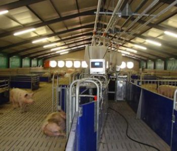 Electronic-Sow-Feeding-at-Riverside-1-400×284