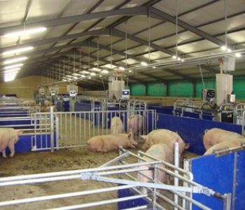 Electronic-Sow-Feeding-at-Riverside-2-400×284