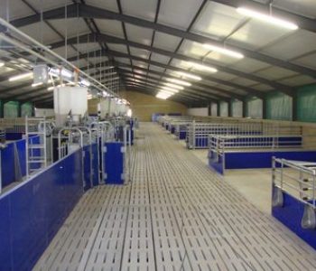 Electronic-Sow-Feeding-at-Riverside-4-400×284