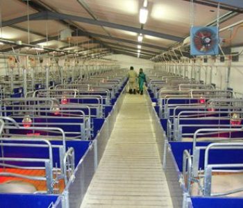 Farrowing-Houses-at-Baynesfield-Estates-2-400×284