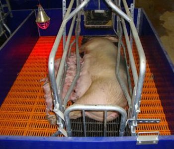 Farrowing-Houses-at-Baynesfield-Estates-3-400×284