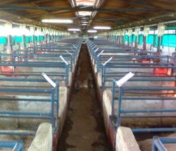 Farrowing-Upgrades-at-Kanhym-3-400×284