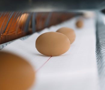 NATURA Visio-Eierlängsband-01