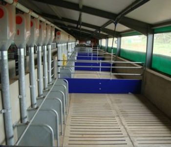 Small-Group-Sow-Housing-–-Creditrace-1-400×284