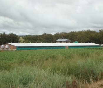 Small-Group-Sow-Housing-–-Creditrace-3-400×284