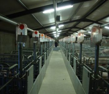 Weaner-and-Farrowing-Houses-at-Willem-De-Chavonnes-Vrugt-5-400×284