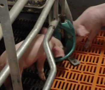 Weaner-and-Farrowing-Houses-at-Willem-De-Chavonnes-Vrugt-7-400×284