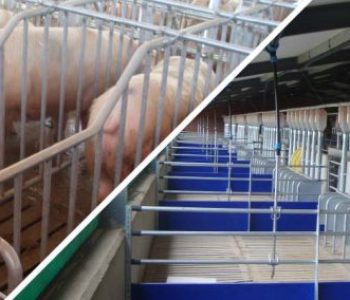 Wonway-Pig-farm-Housing-2-400×284