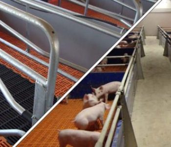 Wonway-Pig-farm-Housing-4-400×284