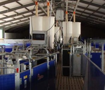 Wonway-pig-feeding-400×284